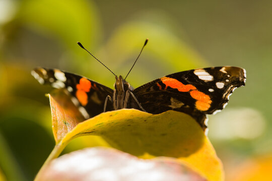 Black and orange butterfly on a green leaf,