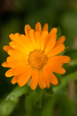 Single orange Gerber flower with a leaf,.