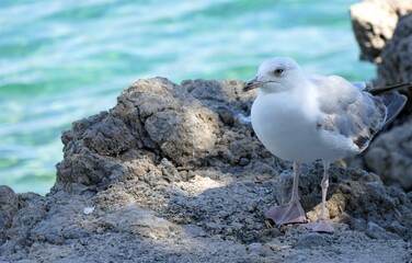 Seagull standing by the rock by the blue sea close detail