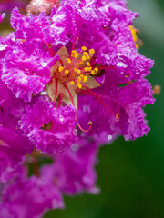 Fototapeta na wymiar macro of crape myrtle flower after rain