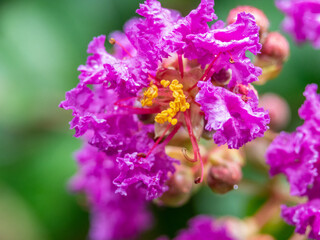 macro of crape myrtle flower after rain