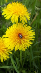 yellow dandelion flower