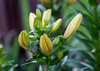 The flower buds of the yellow Lily garden in the summer
