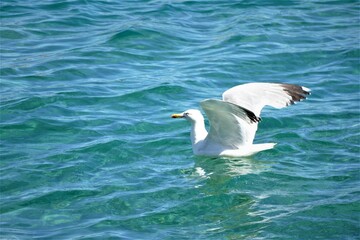 Seagull swim in the sea and spread wing