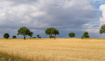 green wheat field