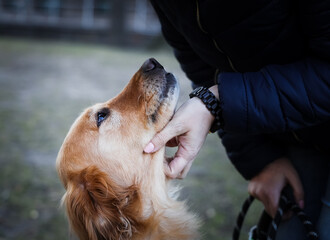 dog in the park