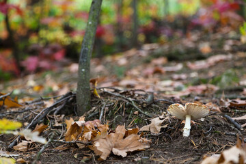 White and orange mushroom under the tree in autumn forest, blurred colorful leaves in the background. Fall season mood