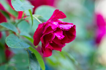 Red rose flower growing in the garden in summer