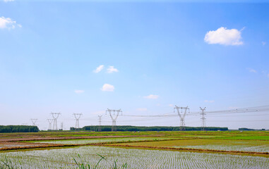 Newly inserted seedlings and high-voltage pylons against a background of blue sky