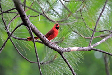 red bird in the pines