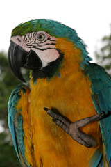 Arara Canindé
