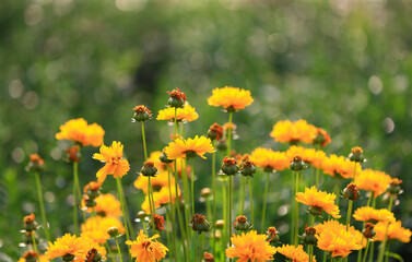 Yellow flowers in full bloom in the garden