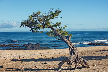 tree on the beach