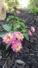 Pink Lantana In Sunset