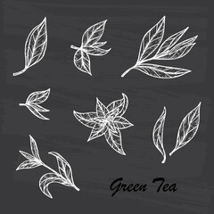 Hand drawn engraving style Green tea leaves set. Vector illustration
