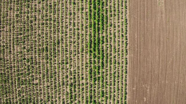Drone shot of Romanian Vineyards in Murfatlar