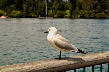 seagull on the pier