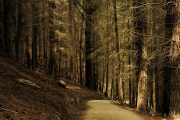 Obraz premium path in the woods queenstown hill NZ