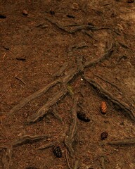 roots in the woods
queenstown hill NZ