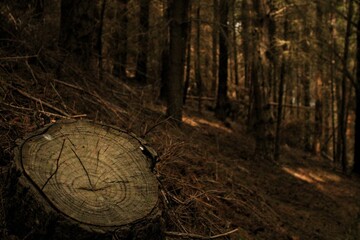 tree stump in forest
queenstown hill NZ