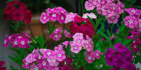 Fototapeta premium Photograph of pink, red, purple and white flowers with green stems