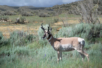 Pronghorn antelope adult male with horns on sage brush prairie Wyoming USA