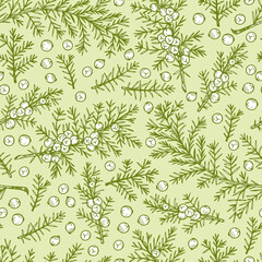 Medicinal plants Seamless pattern. Hand Drawn Juniper branch, Leaves and Berries. Alternative medicine. Biological additives are. Traditional herbal therapy. Vector illustration
