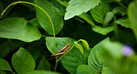 a brown grasshopper with green plant background, insect, bug 