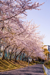 桜並木の歩道と街並み