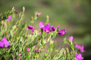Fototapeta premium Polygala Dazzler (Polygala myrtifolia x dalmaisiana) in flower, South Australia 