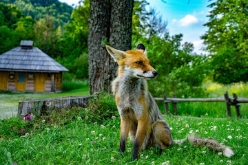 red fox vulpes