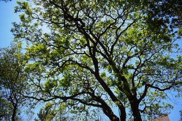 Verde las hojas de un árbol y La Luz del contraste 