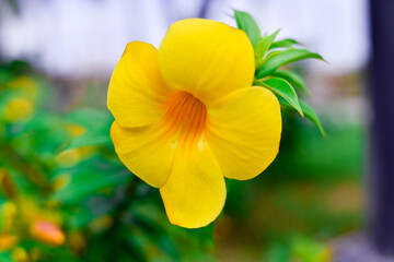 yellow flower in garden