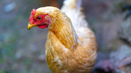 Close up of chicken walking in paddock outdoor.