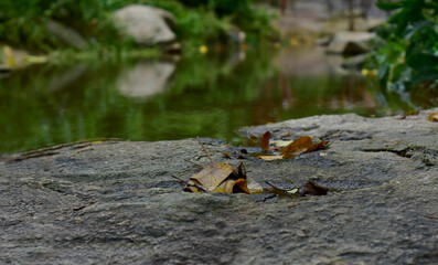 
Leaf on the rock
By the water