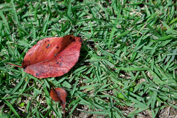 芝生に落ちた桜の枯れ葉	
