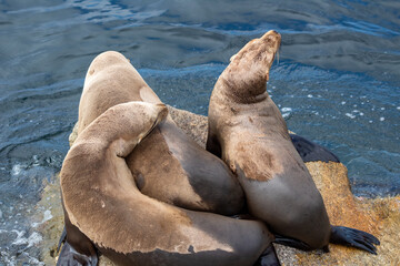 California Seal and Deer