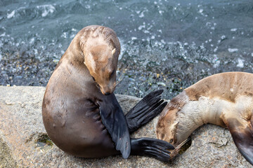 California Seal and Deer