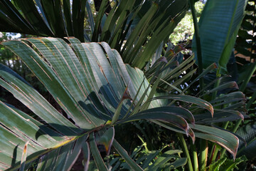 Fototapeta na wymiar Tropical Palm Leaves Greenery Forest Abstract, Pretoria, South Africa
