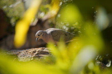 Bird Dove on a branch