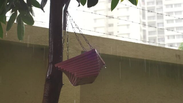 Bird feeder basket hanging in a East African mahogany tree in the garden, beautiful rainy day, hand held slow motion footage.