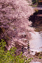 日本の河川・桜の咲く春の川の風景