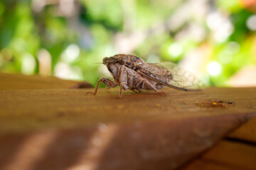 Detail of a Mediterranean cicada, Cicadidae, with unfocused background.