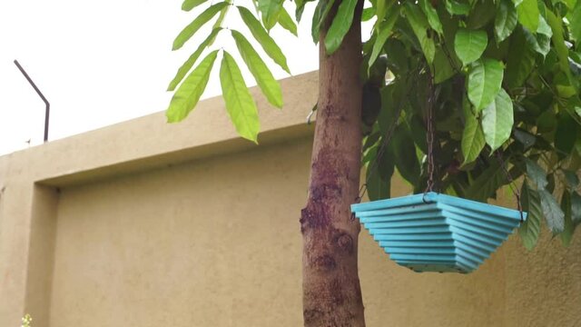 Cinematic, slow motion footage of a blue bird feeder basket hanging in the East African mahogany tree, in the garden. 