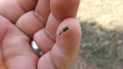 pequeno inseto
