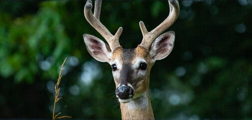 White Tailed Buck at garden park in wildlife sanctuary in Rome Georgia.