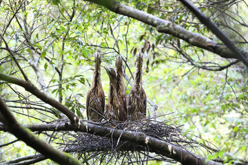 Japanese night heron (Gorsachius goisagi) nesting in Japan