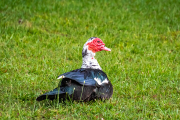 Muscovy Duck resting on grass at Garden Lake Park in Rome Georgia.