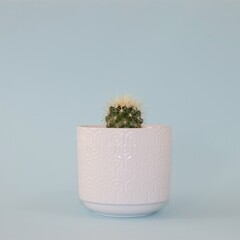 Single cactus in a white pot