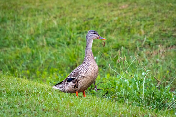 Mallard Duck grazing in grass at Lake Acworth in Rome Georgia.